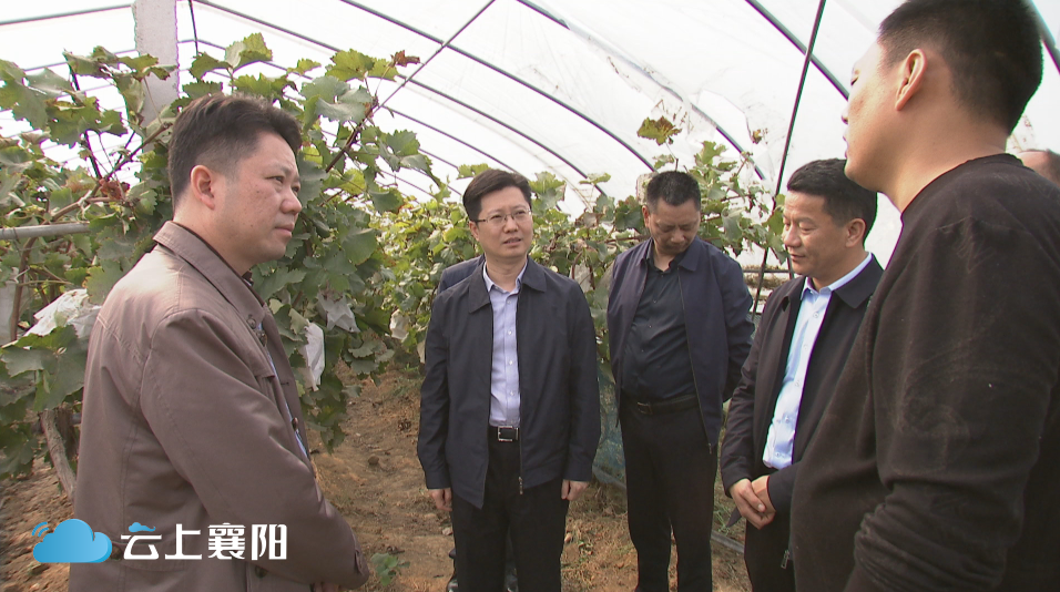 襄陽陳學(xué)強(qiáng)最新消息揭秘，小巷中的美食秘境探秘之旅