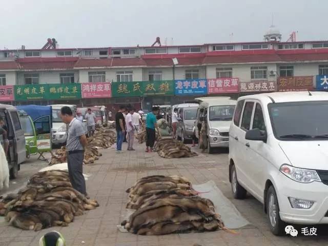 尚村貉皮最新價(jià)格行情動(dòng)態(tài)更新